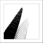 ani ryba ani rak - je to keporkak .)