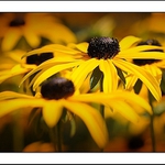 Rudbeckie