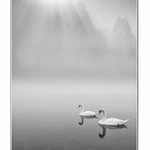 Plávanie do hmlistého rána