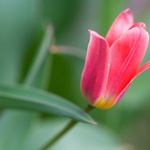 Tulipan