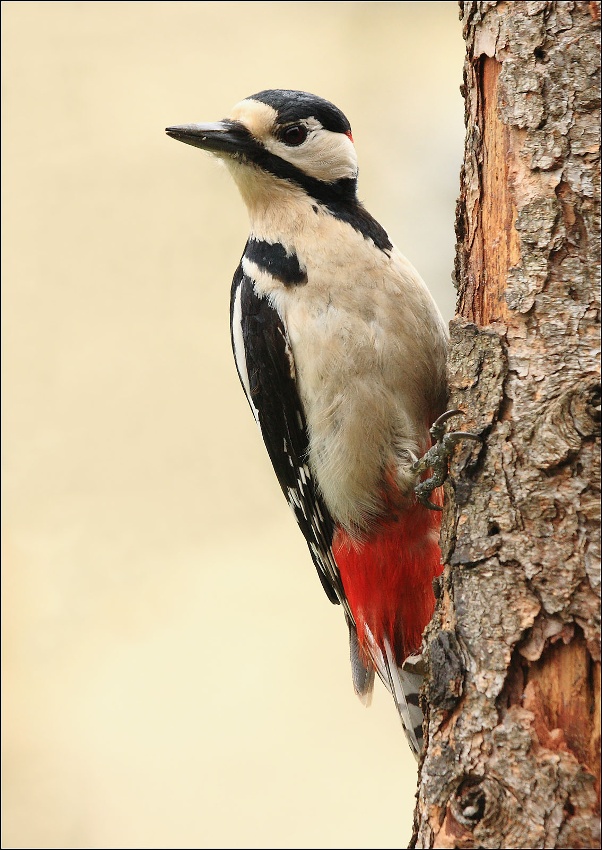 Strakapoud velký - Dendrocopos major