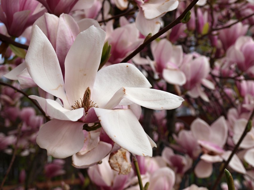 Magnolie
