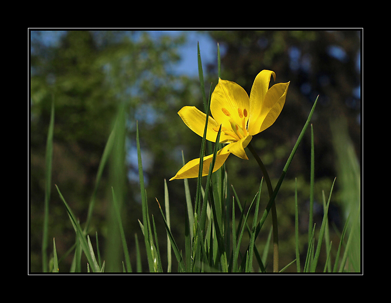 Vzhlížení ke slunci