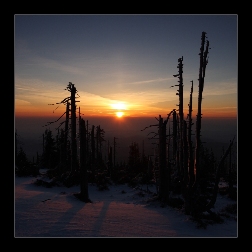 ráno v borůvkovém lese