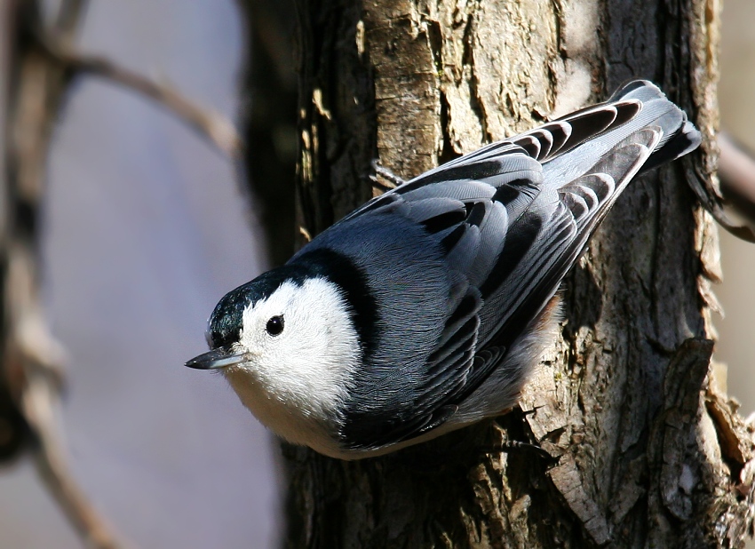 Nuthatch,,,