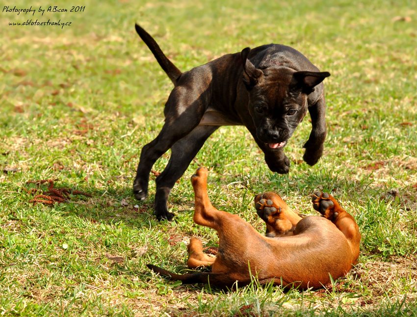 ... Jake a Izabella II. ...