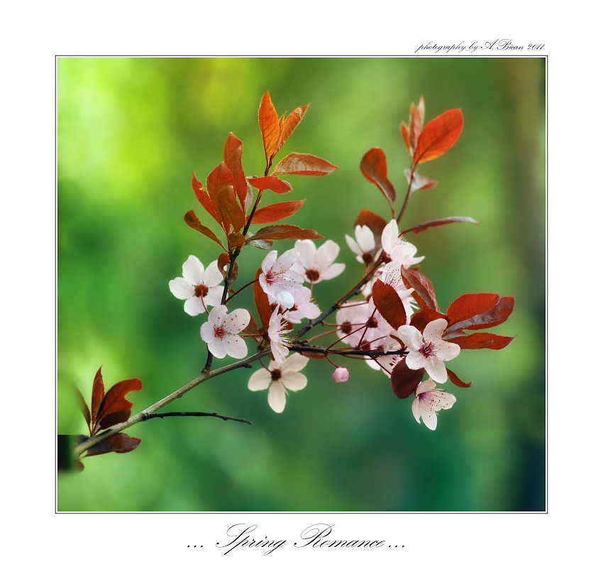 ... Spring romance ...