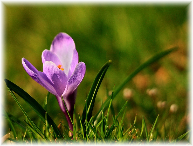 ...poslední posel jara...