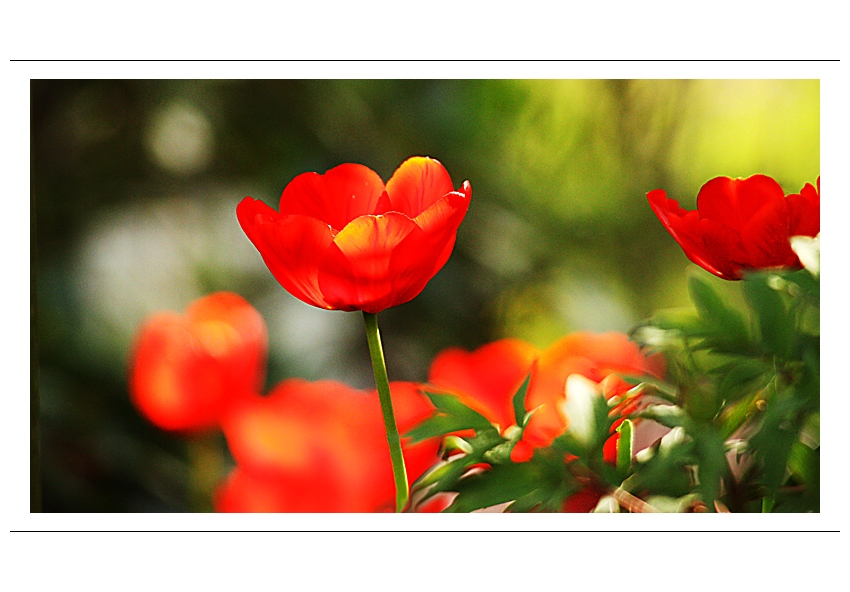 ...trochu jarního pozdravení z babiččiny velikonoční zahrádky...