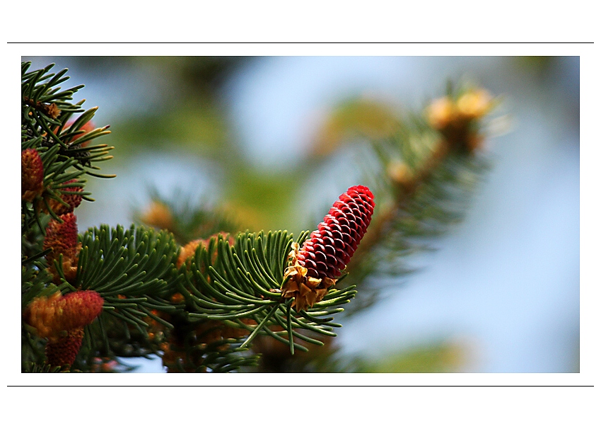 ...jaro má sílu že se postaví i smrkovou šišku...