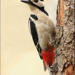 Strakapoud velký - Dendrocopos major