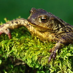 Ropucha bradavičnatá - 03