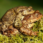 Ropucha bradavičnatá - 04