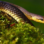 Užovka stromová - 01