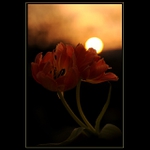 Tulipán Slovensko 1