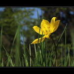 Vzhlížení ke slunci