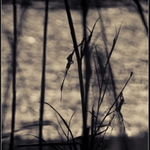 ..byl jsem fotit racky..