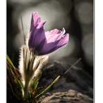 Jarný kvietok chlpáčik