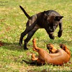 ... Jake a Izabella II. ...