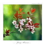 ... Spring romance ...