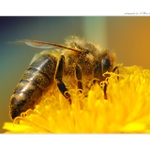 ... V pracovním nasazení ...