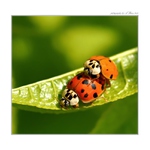 ... Jarní radosti ...