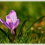 ...poslední posel jara...