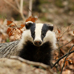 ...kuk, tady jsem - lesní duch..