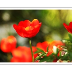 ...trochu jarního pozdravení z babiččiny velikonoční zahrádky...