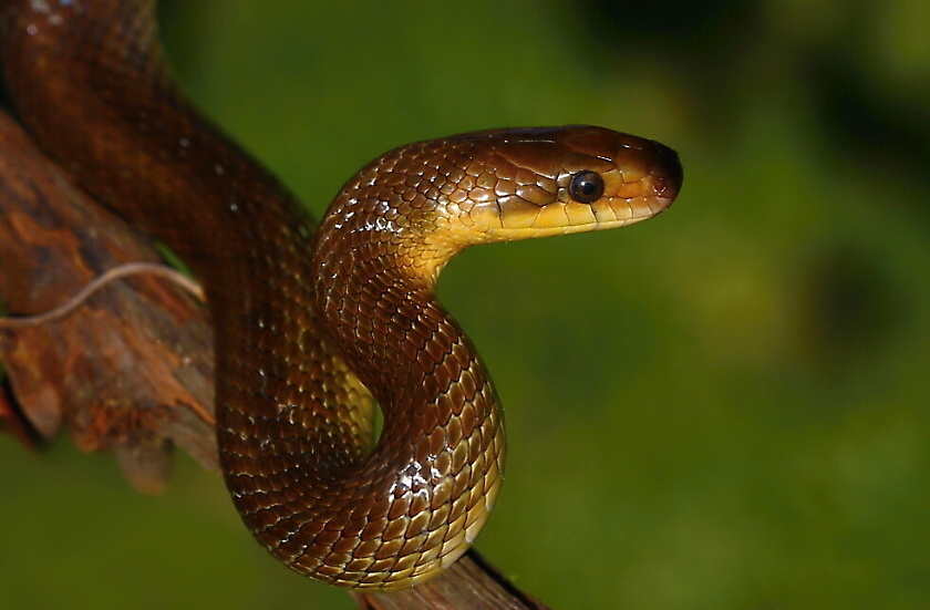 Užovka stromová - 03