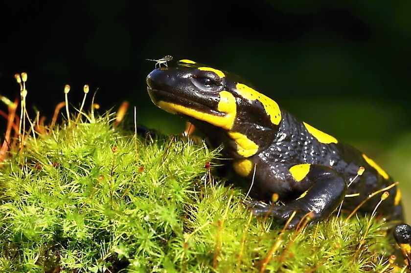 Salamandra škvrnitá