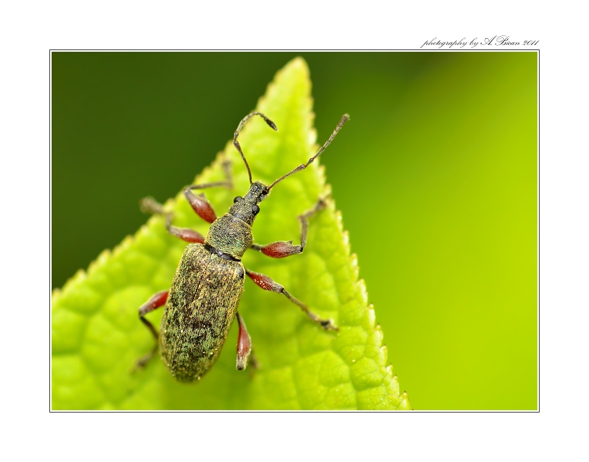 ... Nosatec Otiorhynchus lepidopterus ...
