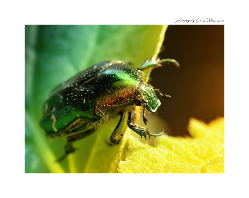 ... Zlatohlávek zlatý (Cetonia aurata) ...