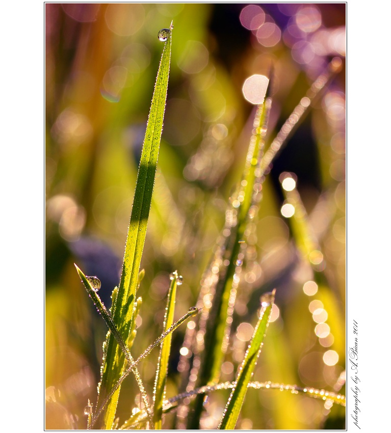 ... V ranní trávě ...