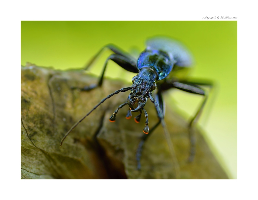 ... Střevlík vrásčitý (Carabus intricatus) ...