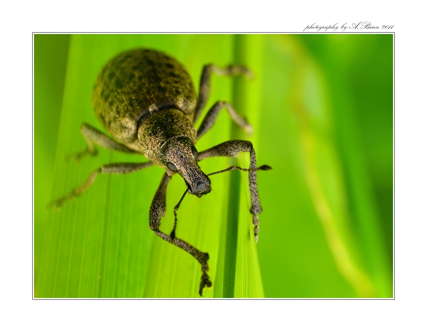 ... S velkým nosem :) ...