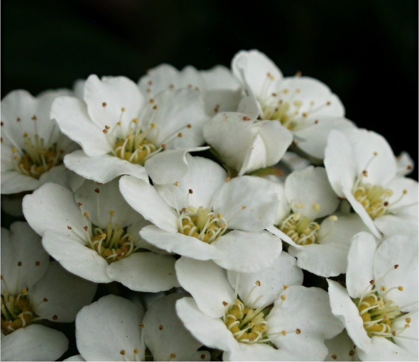 Jednoducho dokonalé