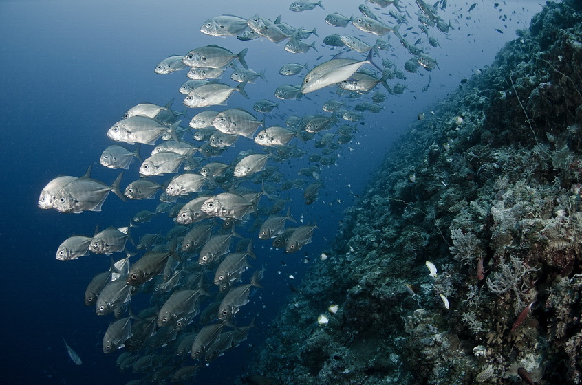 Blue Corner 2011
