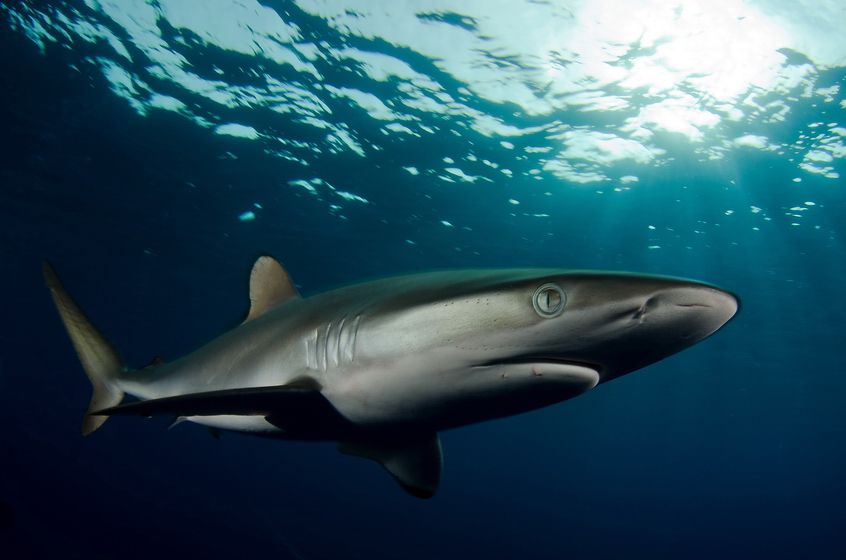 Silky shark