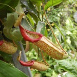 masožravka? (možná ne)