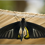 Nevim, jak se jmenuje