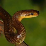 Užovka stromová - 03