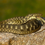 Užovka fŕkaná - Užovka podplamatá
