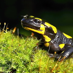 Salamandra škvrnitá