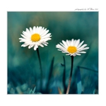 ... Sedmikrásková ...