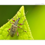 ... Nosatec Otiorhynchus lepidopterus ...