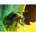 ... Zlatohlávek zlatý (Cetonia aurata) ...