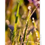 ... V ranní trávě ...