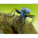 ... Střevlík vrásčitý (Carabus intricatus) ...