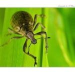 ... S velkým nosem :) ...